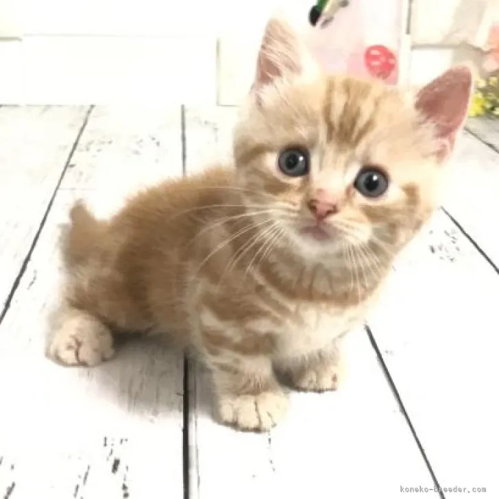 ID：2207-02799の子猫