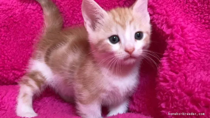 ID:1711-00070の子猫