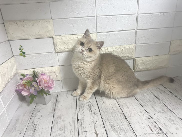 ブリティッシュショートヘア【・女の子・2024年9月4日・ブラックゴールデンシェル】