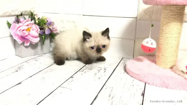 ID：2111-02066の子猫