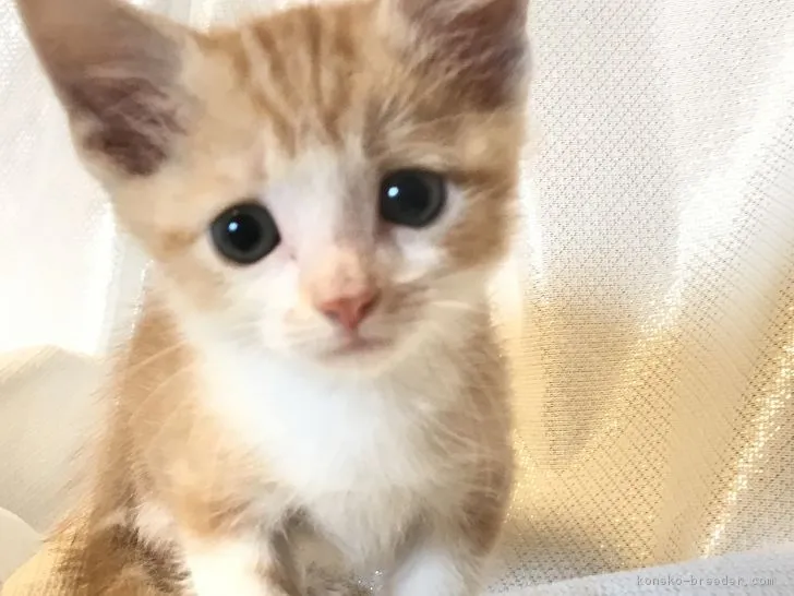 ID:1708-00743の子猫