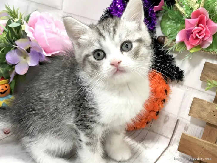 こんにゃく畑 様のお迎えした子猫