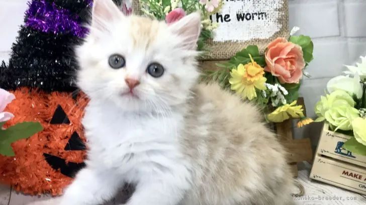 ID：1810-00179の子猫