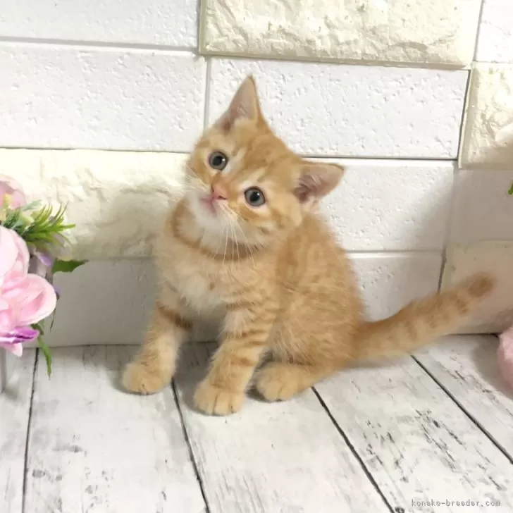 ID：2405-00037の子猫