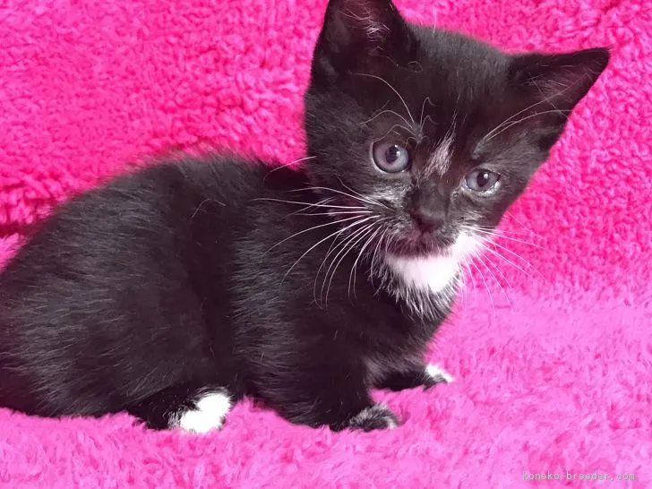 ID：1712-00244の子猫