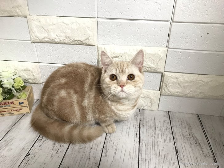 マンチカン【・女の子・2021年6月25日・クリームタビー】