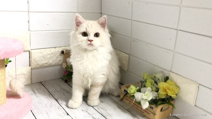 マンチカン【・男の子・2024年5月25日・シェルクリーム】