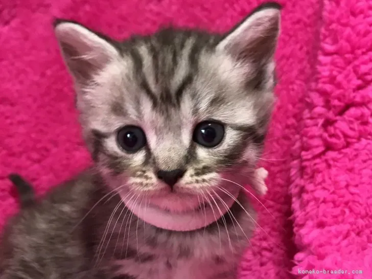 ID：1803-00793の子猫