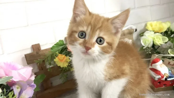 ID：1811-00348の子猫