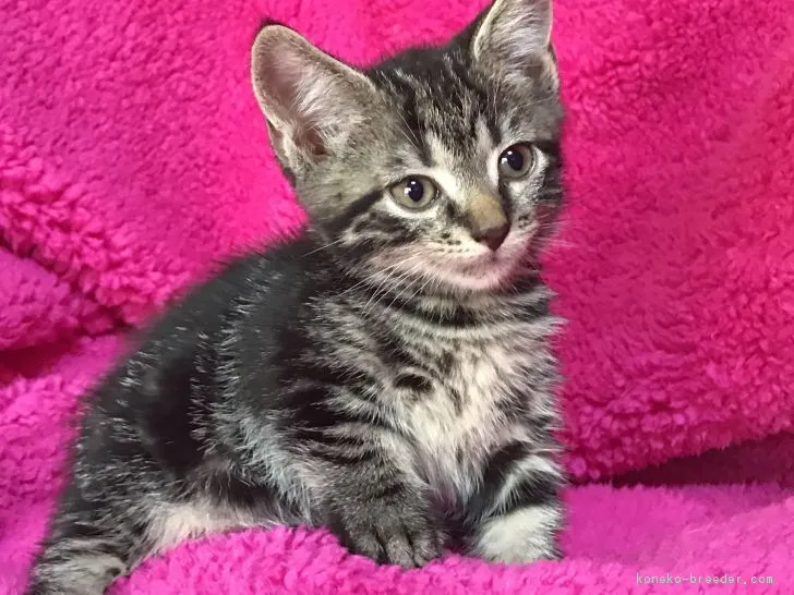 ID：1709-00346の子猫