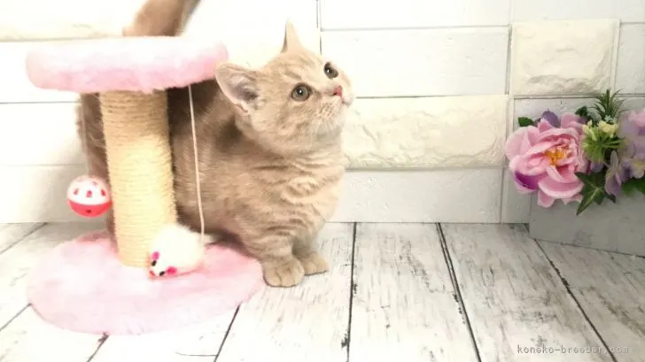 ID：2112-00232の子猫
