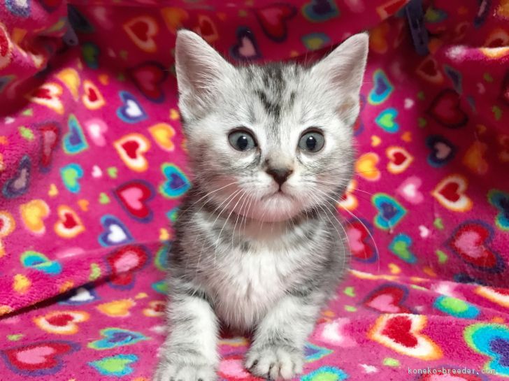 ID:1702-00596の子猫