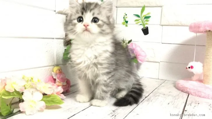 せいな 様のお迎えした子猫