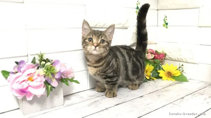 ID：2105-01724の子猫