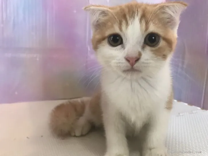 スコティッシュフォールド(折れ耳)【埼玉県・男の子・2019年5月10日・レッドタビー&amp;ホワイト】の写真1「7/25撮影」