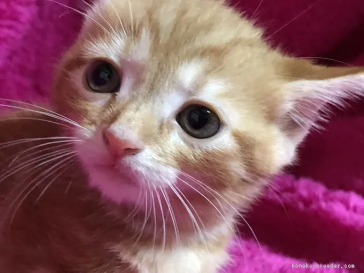 ID：1707-00723の子猫