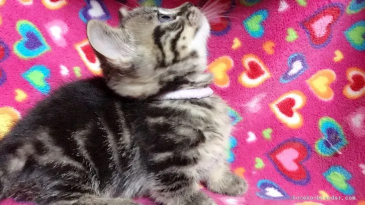 ID：1702-00800の子猫