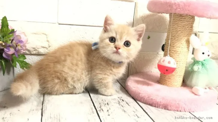 ID：2203-01078の子猫