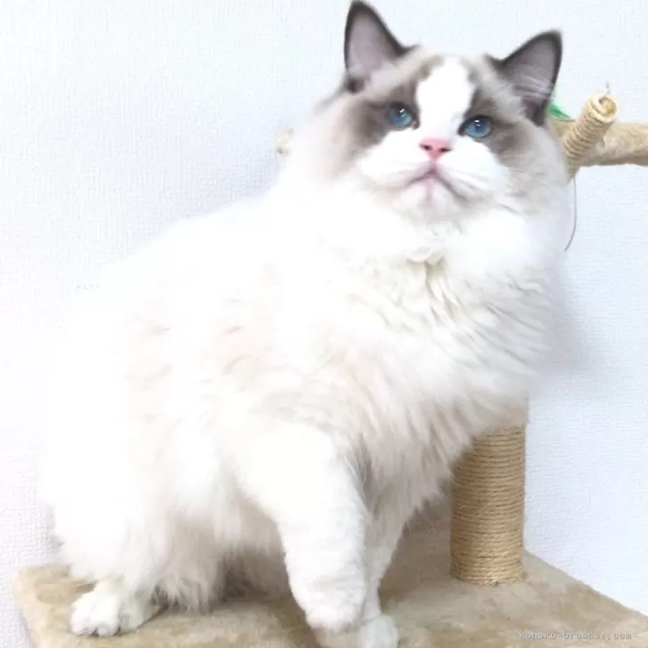 ID:2405-02560の子猫