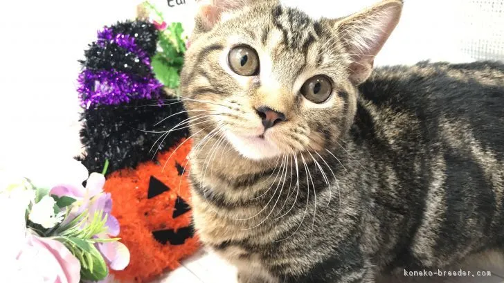 ID：1810-00321の子猫