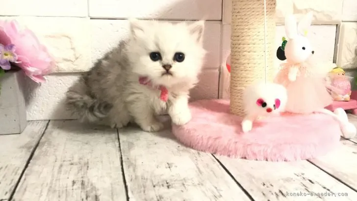 ID：2103-01988の子猫