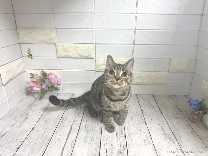 マンチカン【・女の子・2025年2月17日・ブラウンパッチドタビー】