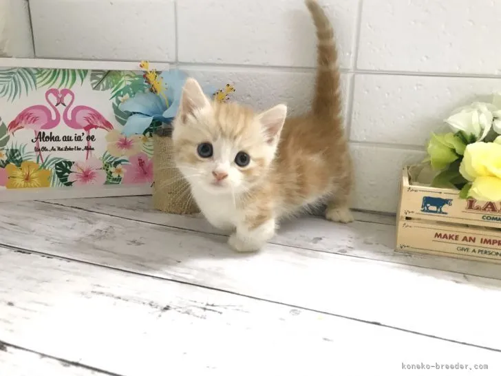 ID:2107-01406の子猫