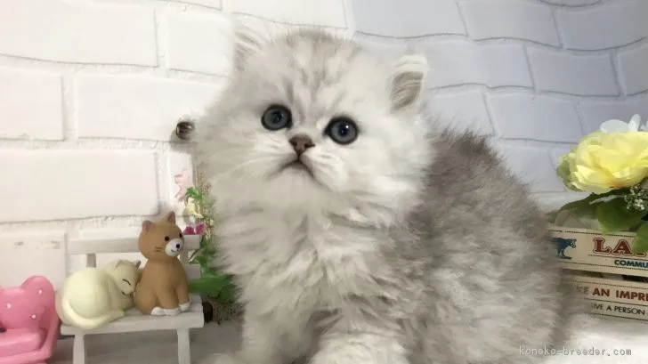 ID:1902-00161の子猫