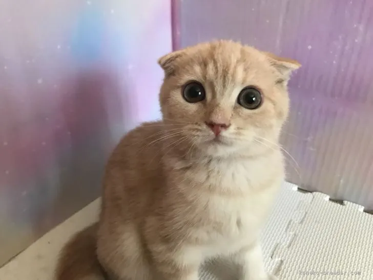 ID：1907-00686の子猫