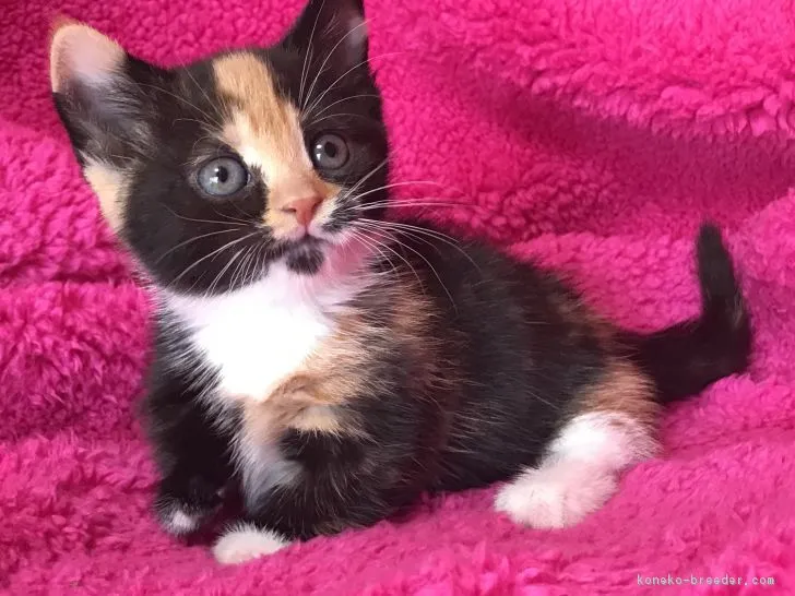 ID：1712-00246の子猫