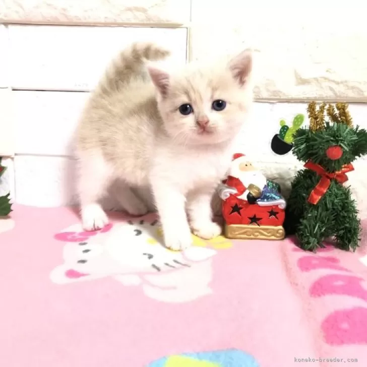 ID：2312-01711の子猫
