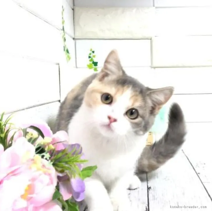 ID：2210-01048の子猫