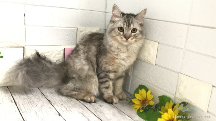 ミヌエット【・女の子・2022年3月3日・シェーデットトティシェル】