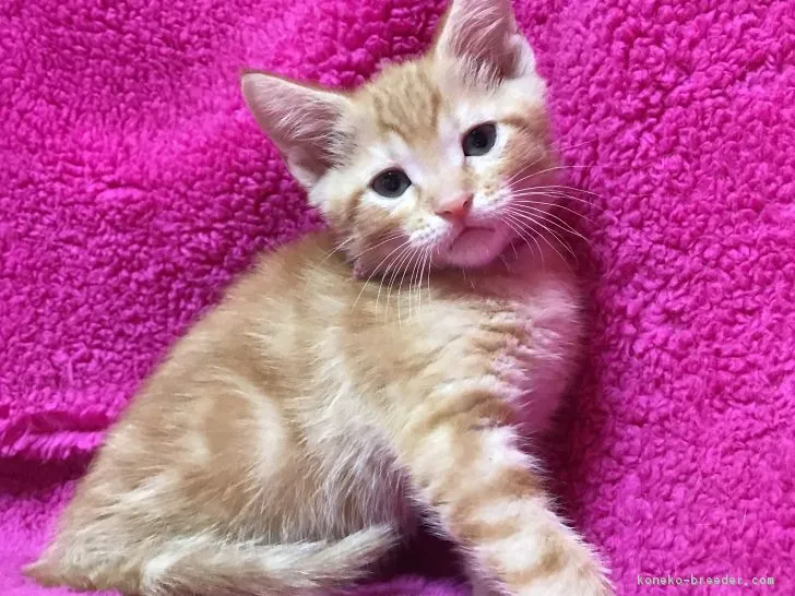 ID：1803-00283の子猫