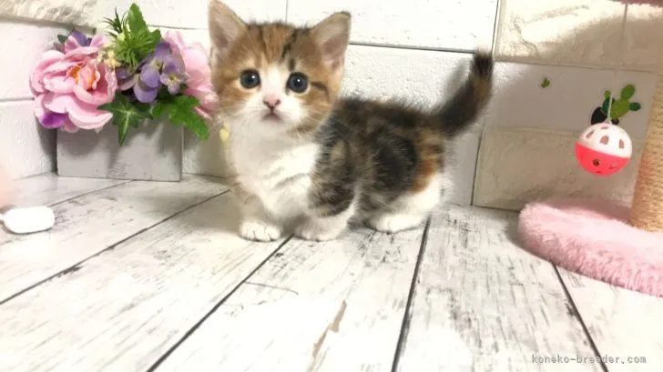 さーちー 様のお迎えした子猫