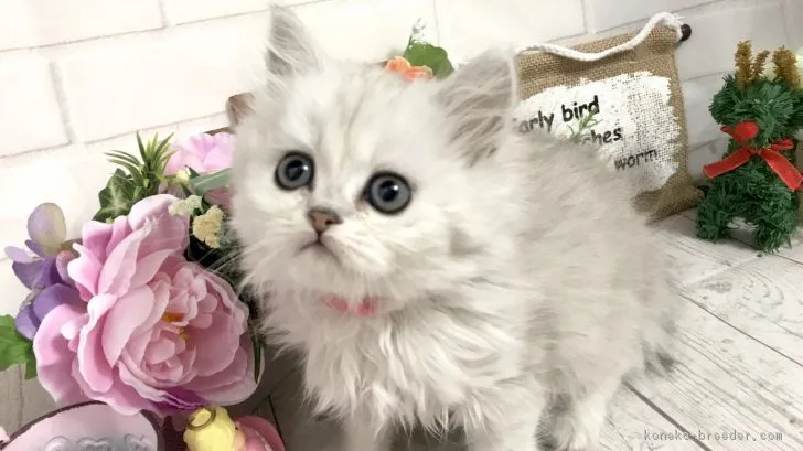 野中留里子 様のお迎えした子猫