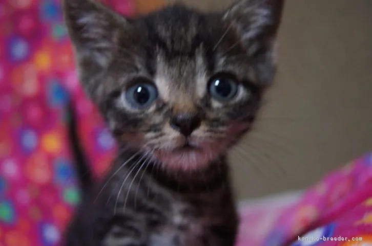 ID：1609-00676の子猫