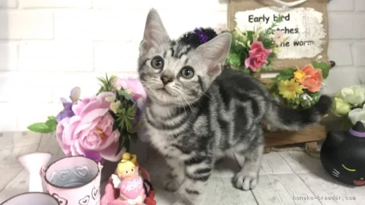 一護 様のお迎えした子猫