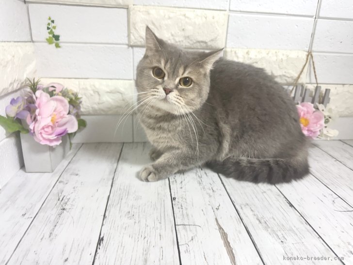 ブリティッシュショートヘア【・女の子・2023年1月18日・ブルーゴールデンシェル】