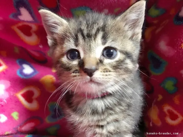 ID：1703-00337の子猫