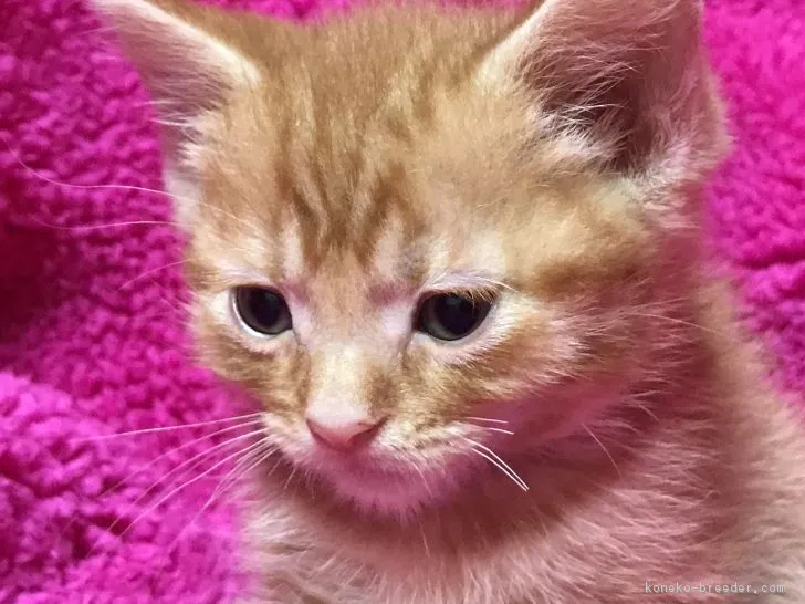 ID：1801-00624の子猫