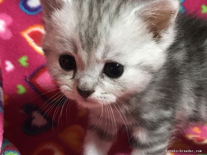 ID:1707-00265の子猫