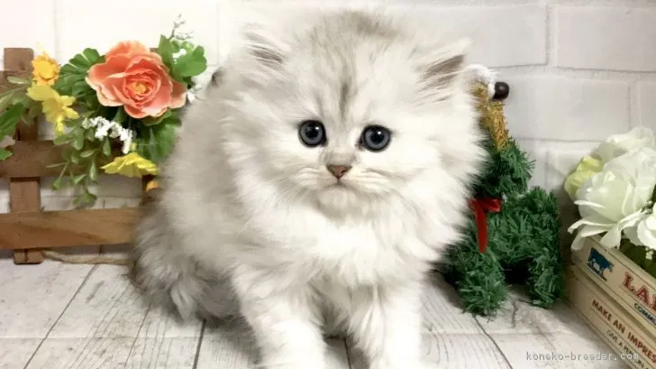 ct 様のお迎えした子猫