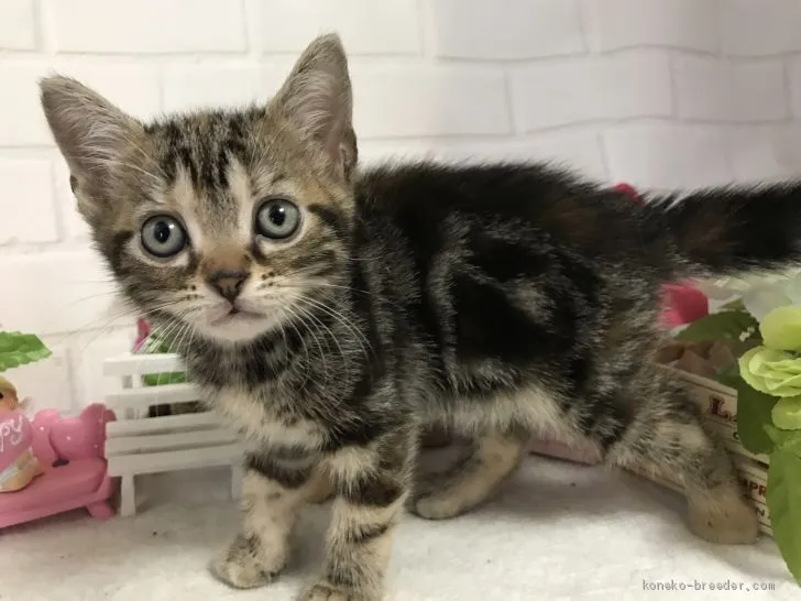 ソラ 様のお迎えした子猫