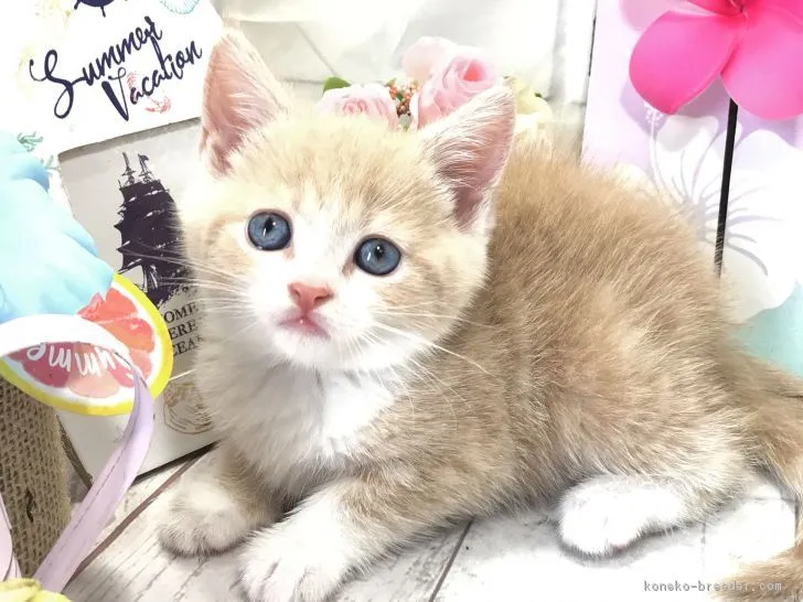 ID：1808-01102の子猫