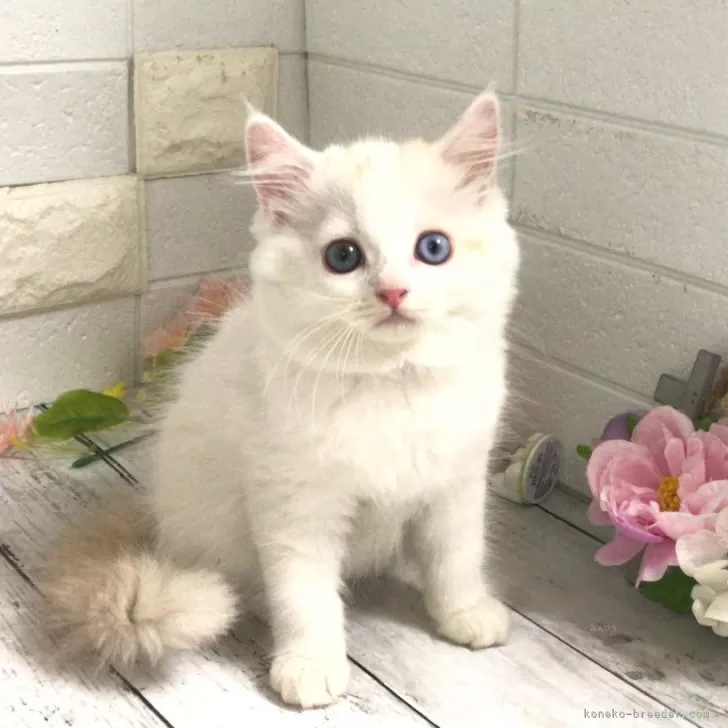 ID:2406-02386の子猫
