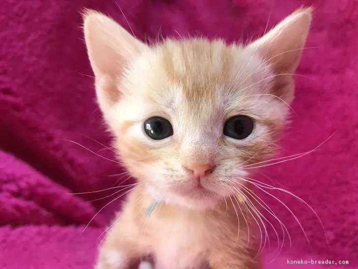 ID：1803-00759の子猫