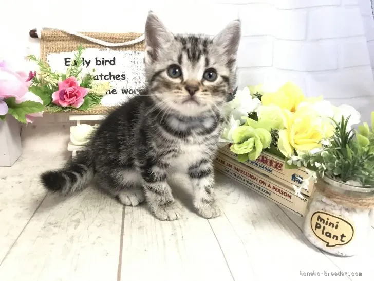 Y.Ｉ 様のお迎えした子猫