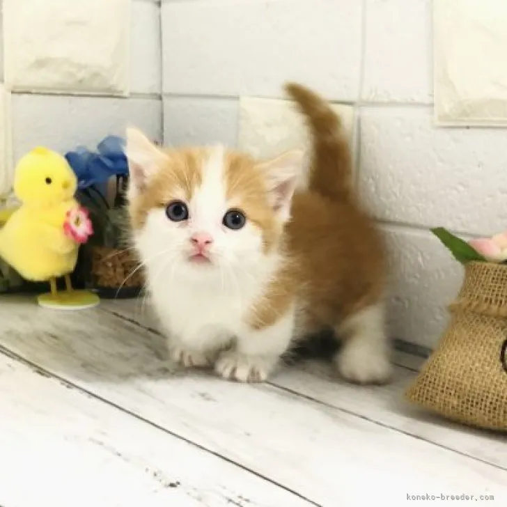 ID：2305-02749の子猫