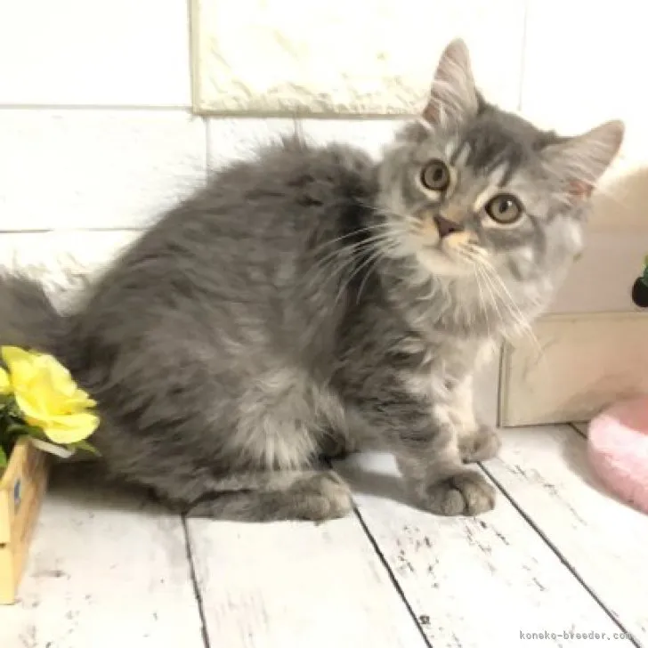 ID：2305-02748の子猫